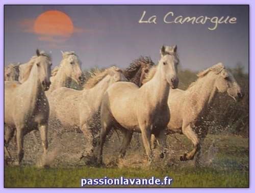 Chevaux De Camargue Coucher De Soleil En Ete