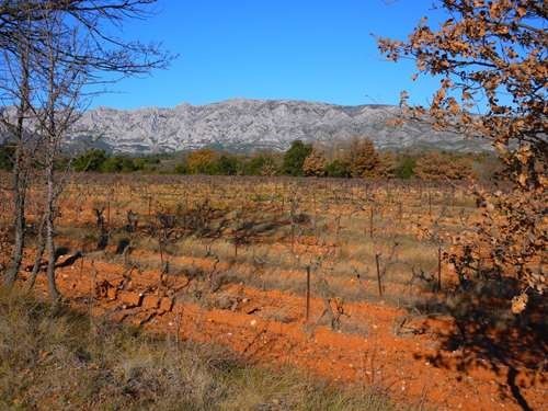 Vigne Alpilles