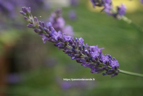 Brin-de-lavande-lavandin-mariage