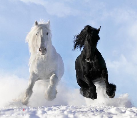 Chevaux sauvages passionlavande