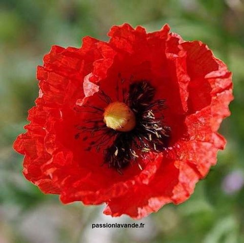 Coquelicot Poppy