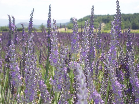 fleurs_de_lavande_de_provence