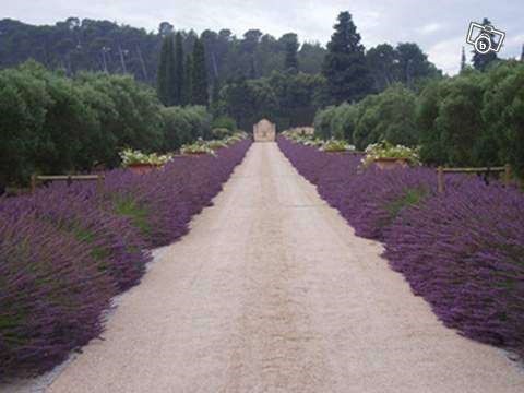 Fleurs De Lavandin