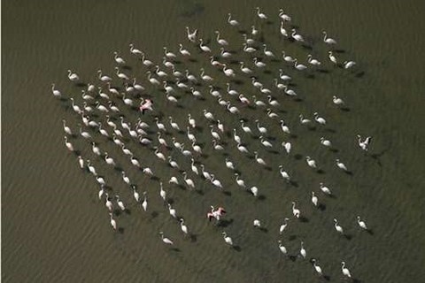 Parc Regional Camargue