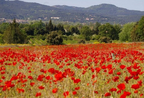 Nature-paysage-arbre-passionlavande-beaute