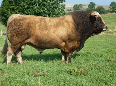 Taureau Aubrac