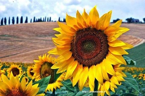 Tournesol Soleil
